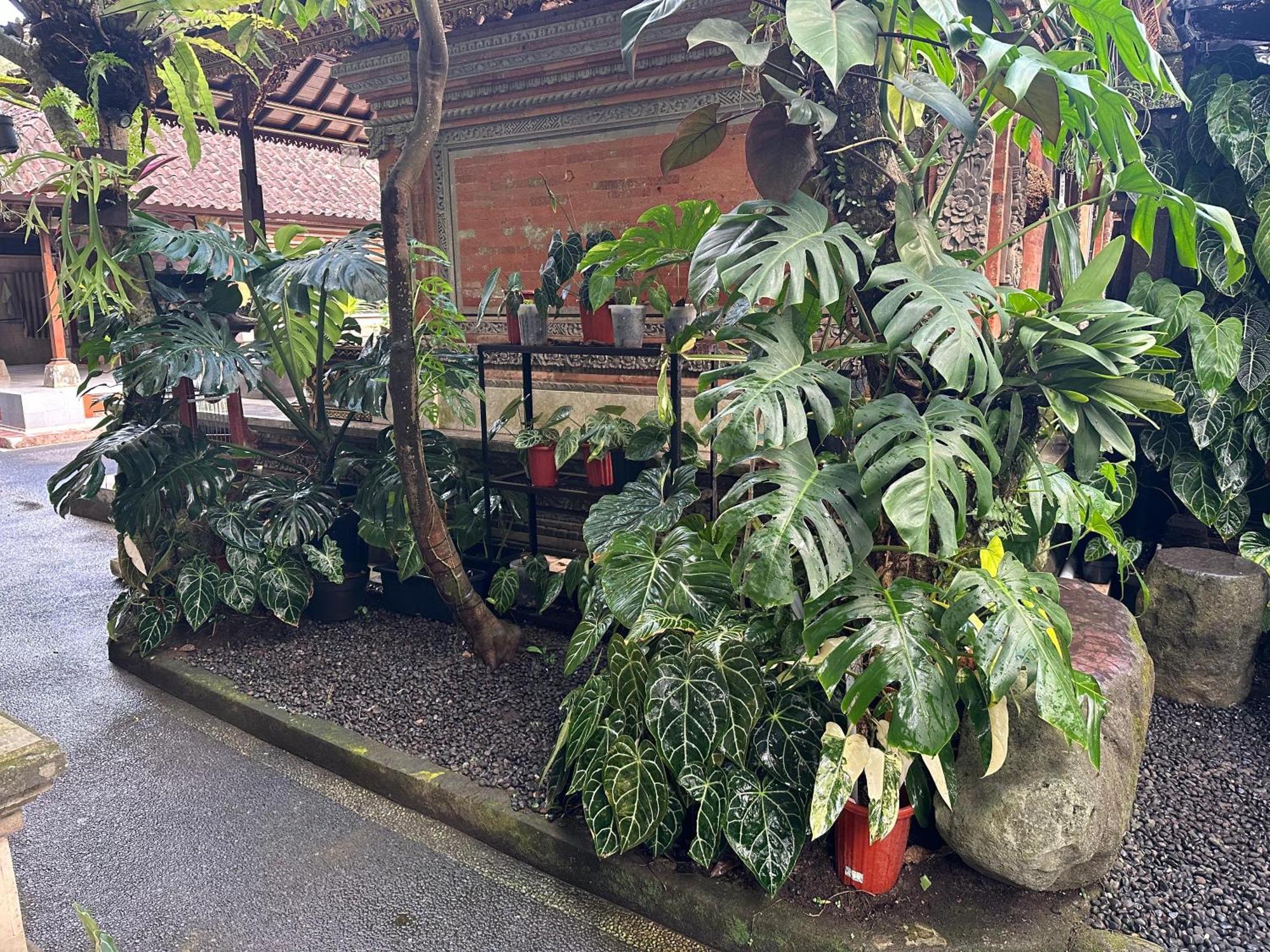 Naeera Guest House Ubud Extérieur photo
