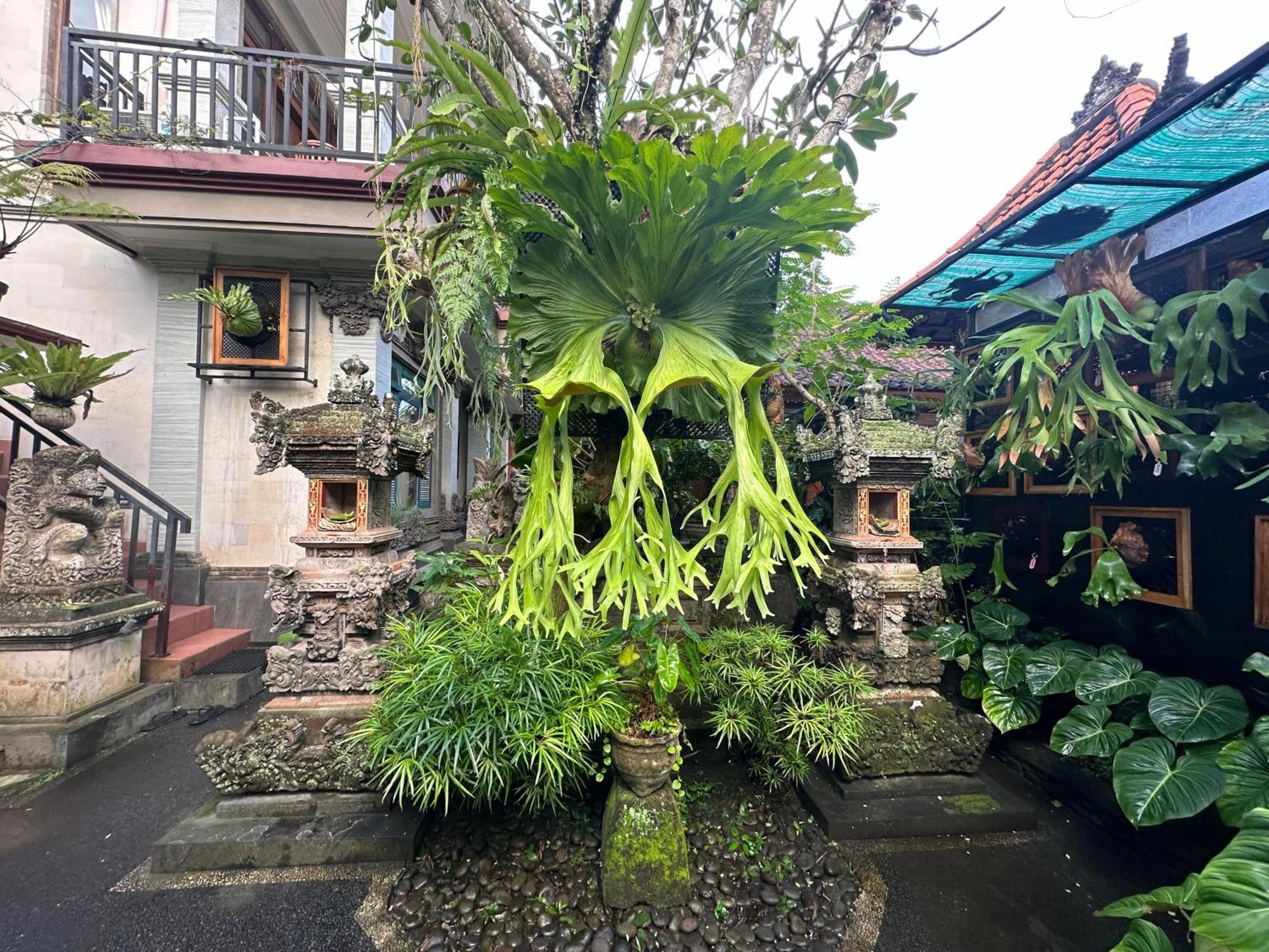 Naeera Guest House Ubud Extérieur photo